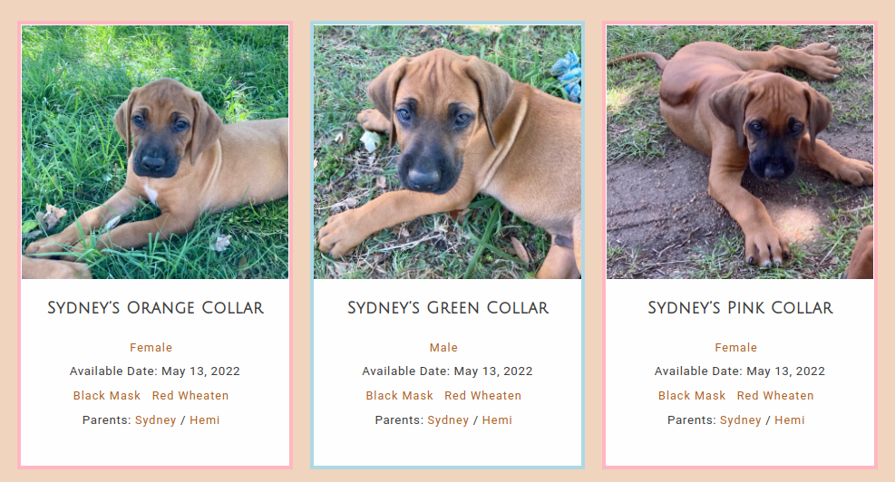 Three cute Rhodesian Ridgeback pups with blue and pink borders around their pictures signifying their gender.