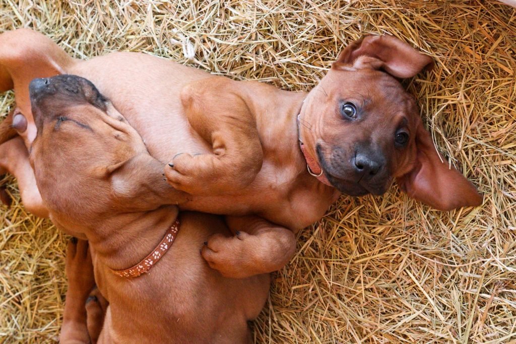 Two cute little Rhodesian pups caught in a moment of happy play.