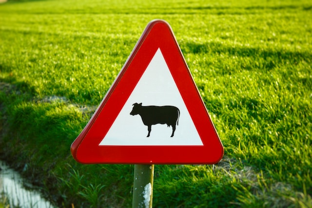 Red yield sign with an image of a cow in the middle.